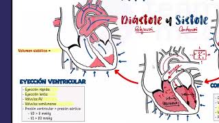 FISIOLOGÍA CARDÍACA  CICLO CARDÍACO [upl. by Snah434]