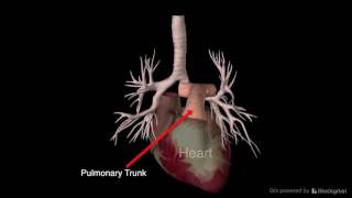 Funky Anatomy Study Buddy Tracheobronchial Tree [upl. by Notlek]