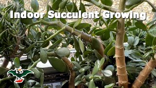 Breaking the rules of indoor succulent growing [upl. by Lyda537]