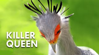 Secretary Birds Killer Queens [upl. by Donalt]