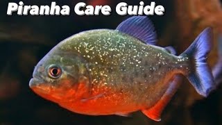 Red Belly Piranha Care Guide  Feeding Tank Mates And Piranha Aquarium Set Up [upl. by Ennovi]