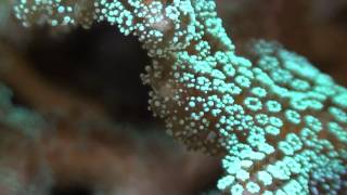 green birds nest coral [upl. by Nyre865]