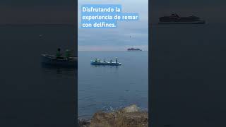 Disfrutando la experiencia de remar con delfines en zona Pedregalejo Málaga delfines llaut remo [upl. by Tiloine713]