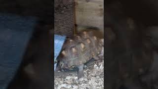 Big turtle zoo animals [upl. by Augustine472]