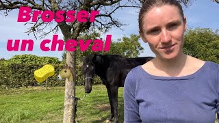 Comment brosser un cheval 🧽 🐴Tuto [upl. by Suiradel]