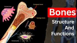 Bone Structure of Human body  Bone Structure Bone functionsBone cells Biology [upl. by Anolla]