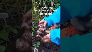 Harvesting jerusalem artichoke gardening organic aardpeer [upl. by Amsaj178]