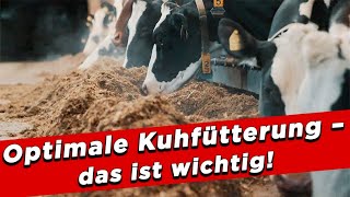 Optimale Kuhfütterung – das ist wichtig – My KuhTube Film 896 [upl. by Schweiker]