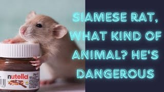 Siamese rat what kind of animal Hes dangerous [upl. by Egarton]