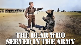 Did you know that during World War II a bear served in the Polish army [upl. by Parthenia]