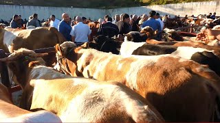 Kastamonu Hayvan Pazarı Yeni 2Bölüm [upl. by Bruell]