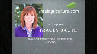 Conditions are Right for True Armyworm  Tracey Baute [upl. by Ahras]