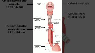 Anatomy of Esophagus [upl. by Bainbrudge]