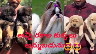 Dogs for sale TeluguHyderabad Dogs market Dogs for sale7981506244 [upl. by Cristal]