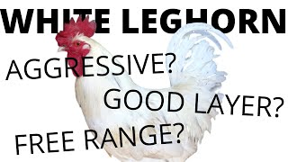 WHITE LEGHORNS All You Need To Know About These Chickens [upl. by Jaeger245]