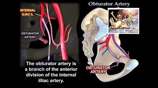 Obturator Artery  Everything You Need To Know  Dr Nabil Ebraheim [upl. by Inattyrb]