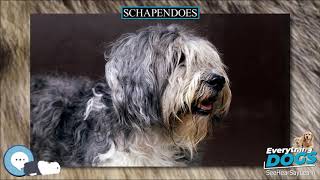 Schapendoes 🐶🐾 Everything Dog Breeds 🐾🐶 [upl. by Broderic]