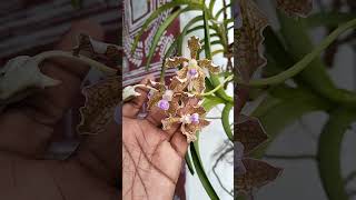 Vanda Brunnea  Wild Vanda [upl. by Rehprotsirhc]