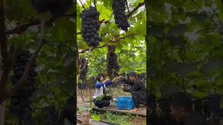 Grape harvest grapefruit baonhienfood farming [upl. by Ecnerwaled119]