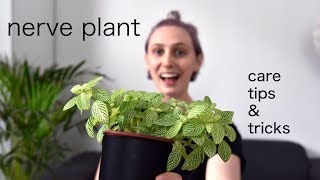 NERVE PLANT Care Tips  Fittonia Houseplant Care [upl. by Euqinemod]