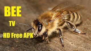 EXCLUSIVE NEW BEE TV APK [upl. by Ollayos]