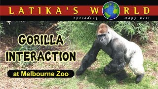 GORILLA INTERACTION MELBOURNE ZOO LATIKAS WORLD [upl. by Yesmar]