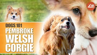 Discover Pembroke Welsh CORGI  Personality 101 Dog Breed [upl. by Milstone]