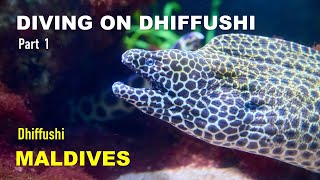 Дайвинг на Диффуши  diving on Dhiffushi Maldivers diving centre Part 1 [upl. by Dasteel]