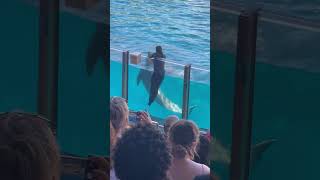 SeaWorld seaworldorlando orlando florida gratitude thankful life dolphin viral shorts [upl. by Stephie693]