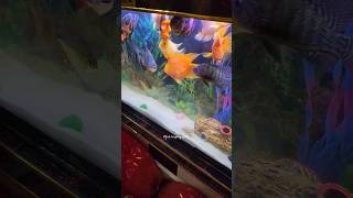 55 ft monster community fish tank ❤️ cichlid parrotfish oscarfish viralvideo shortsviral [upl. by Kyl]