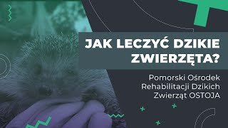 Jak leczyć dzikie zwięrzęta Wizyta w Pomorskim Ośrodku Rehabilitacji Dzikich Zwierząt OSTOJA [upl. by Enala]