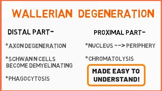 Wallerian Degeneration  Peripheral Neuropathy  Seddons Classification  Nerve Muscle Physiology [upl. by Sall]