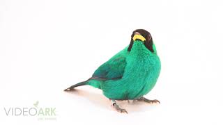 A green honeycreeper Chlorophanes spiza at the Miller Park Zoo [upl. by Acalia17]