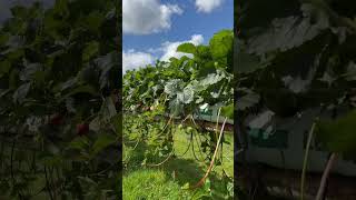 Strawberry amp Raspberry picking strawberry garden raspberry travel telugu youtubeshorts vlogs [upl. by Radbun]