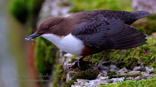 Whitethroated Dipper Cinclus cinclus catches Freshwater Amphipod [upl. by Oren159]