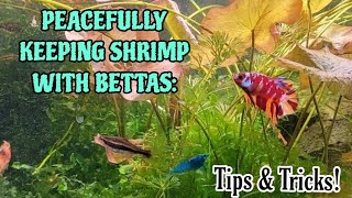 How to Peacefully Keep Betta Fish amp Cherry Shrimp Together in the Same Tank DEEP DIVE [upl. by Macilroy]