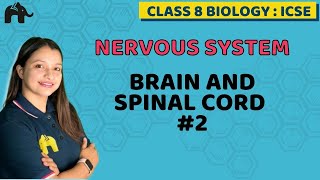 Nervous System Class 8 ICSE Biology  Selina Chapter 7  Brain and Spinal Cord [upl. by Eivod]