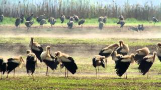 White Stork amazing Migration اللقلق الأبيض חסידה לבנה シュバシコ bílý čáp bocian biały ウ सफेद सारस [upl. by Devona]