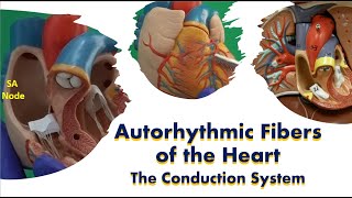 Autorhythmic Fibers of the Heart The Conduction System [upl. by Joappa]