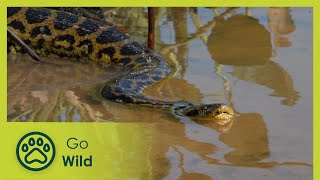 The Pantanal Brazil’s Wild Heart  Wildest Latin America  Go Wild [upl. by Wiskind750]