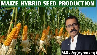 MAIZE HYBRID SEED PRODUCTION [upl. by Ahseal]