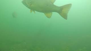 Chautauqua Lake Scuba Diving June 2021 [upl. by Bobbee]