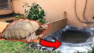 Making a MiniPond For my Sulcata Tortoises [upl. by Helbonnas519]