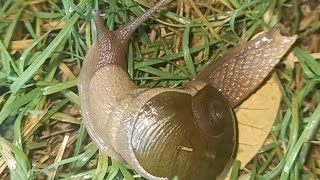 snail  slug Cantareus apertus gastropod shell snails nature shell animals photography [upl. by Aisenat]