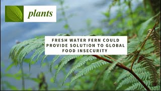 Fresh Water Fern Could Provide Solution to Global Food Insecurity [upl. by Akemehc]