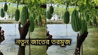 নতুন জাতের তরমুজ বিঘাতে লাখ টাকা আয়ouraround [upl. by Inaniel942]