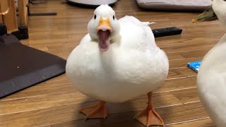 Our Pet White Call Duck Quacking Quacking [upl. by Dduj94]