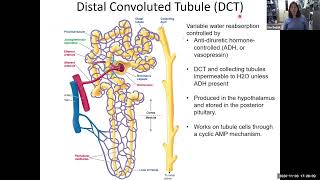 Urinary System Part 3 [upl. by Brom941]