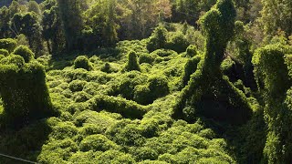 Kudzu in Kentucky Eastern Kentucky Region  Kentucky Life  KET [upl. by Yrelle299]