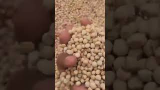 Pigeon Peas credit Sahel AgriSol  public domain [upl. by Indyc]